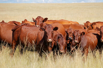Herd of free-range cattle in grassland on a rural farm, South Africa.