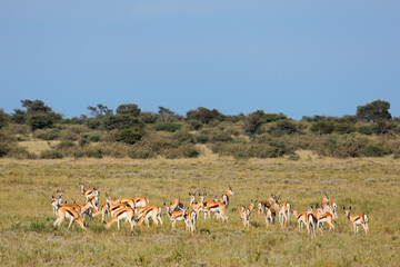 Herd of springbok antelopes (Antidorcas marsupialis) in natural habitat, South Africa. - obrazy, fototapety, plakaty