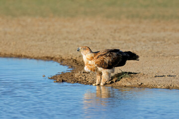 A tawny eagle (Aquila rapax) drinking water, Kalahari desert, South Africa.