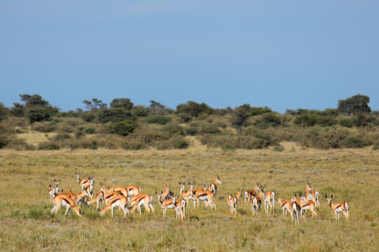 Herd of springbok antelopes (Antidorcas marsupialis) in natural habitat, South Africa.