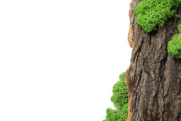 Wood with moss isolated on white background, PNG