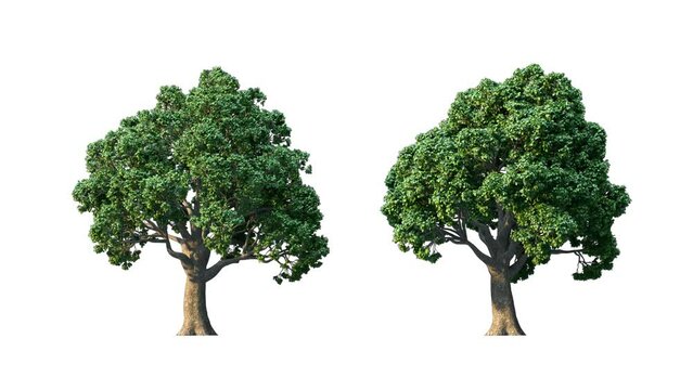 Growing trees isolated with alpha.3D animation growth grow from small to large, Lauri Oak trees animate in the wind include alpha channel tree. Tree isolated Separated with alpha channel.