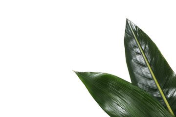 Leaves isolated on white background, summer and nature concept, PNG