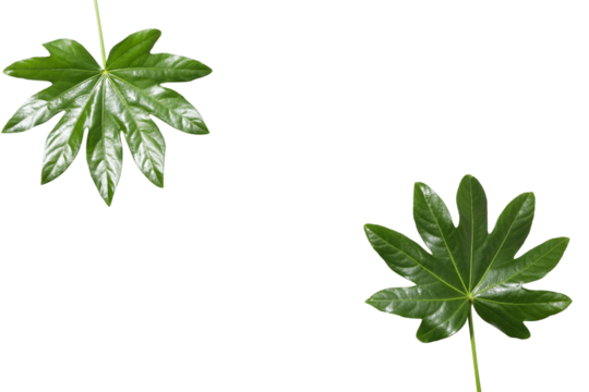 Leaves isolated on white background, summer and nature concept, PNG - Powered by Adobe