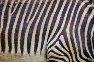 Fototapeta na wymiar Mountain Zebra skin background