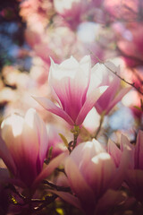 Spring magnolias with pink petals on a tree branch in morning sunlight, copyspeace