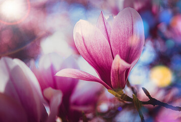 Spring magnolias with pink petals on a tree branch in morning sunlight, copy space