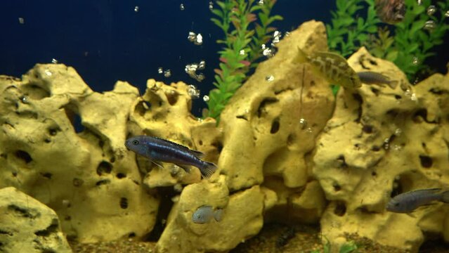 Colourfull fishes in the aquarium. Domestic fish swims. A pet. Underwater world at home.