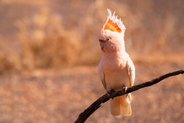 Major Mitchell Cockatoo in the Australian Outback