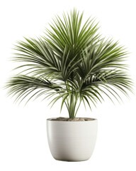 Obraz premium Plant in a pot, houseplant, decorative, generative ai