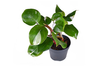 Tropical 'Philodendron White Knight' houseplant with white variegation spots on white background