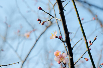 ピンク色の梅の花