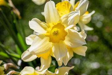 Fototapeta na wymiar A beautiful close-up of a yellow daffodil flower, a harbinger of spring