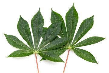 Cassava leaves on white background.