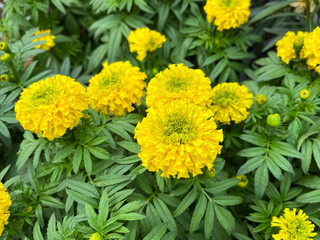 Yellow marigold flower in garden