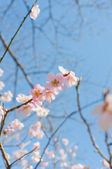 ピンク色の梅の花