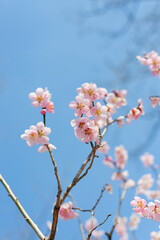 ピンク色の梅の花