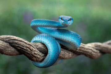 Blue Insularis (Trimeresurus insularis)  is venomous pit vipers and endemic species in Indonesia. 