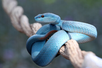 Blue Insularis (Trimeresurus insularis)  is venomous pit vipers and endemic species in Indonesia. 