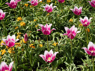 Obraz premium Elegantes tulipes de variété 'Ballade' en massif de couleur bordeaux sur haute tige robuste au feuilles lancéolées