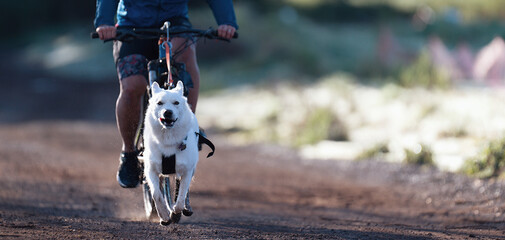 Bikejoring dog mushing race. Dog pulling bike with bicyclist, competition in forest, sled dog racing. Spring outdoor sport activity