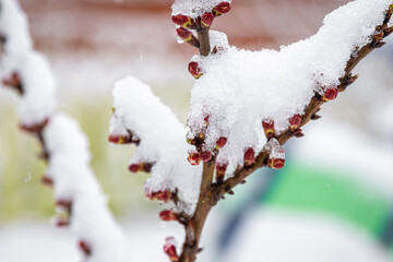 Tree branches in spring covered with snow, close up.