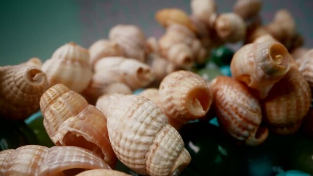 beautiful shells from sea and necklace from blue and green semi-precious stones, macro