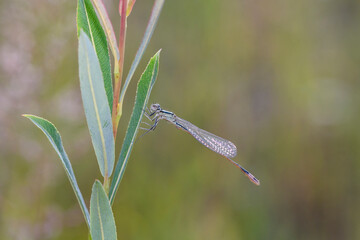 Blue-tailed Damselfly or Common Bluetail - Ischnura elegans - in its natural habitat