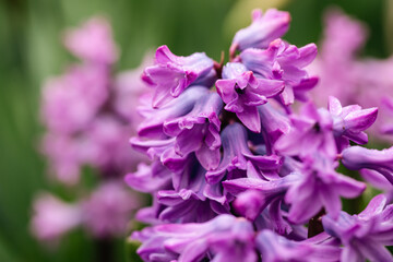 Violet Hyacinth blooms in the garden, close up.