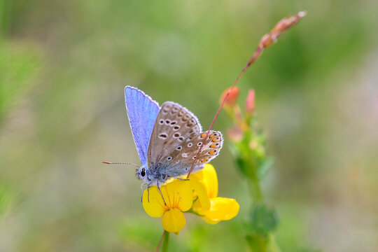Polyommatus bellargus - the Adonis blue on the common bird's-foot trefoil - Lotus corniculatus
