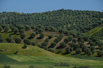 hills planted with olive trees, near Sidi Chahed Reservoir, Fes, morocco, africa