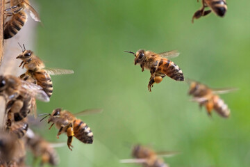 Honigbiene kommt nach Hause - obrazy, fototapety, plakaty
