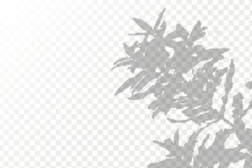 Realistic shadow tropical leaves and branches on transparent checkered background. The effect of overlaying shadows. Natural light layout.