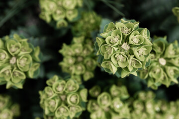Obraz na płótnie Canvas Rosetta stonecrop, or Sedum rosetta. Close-up photo of its small green leaves.
