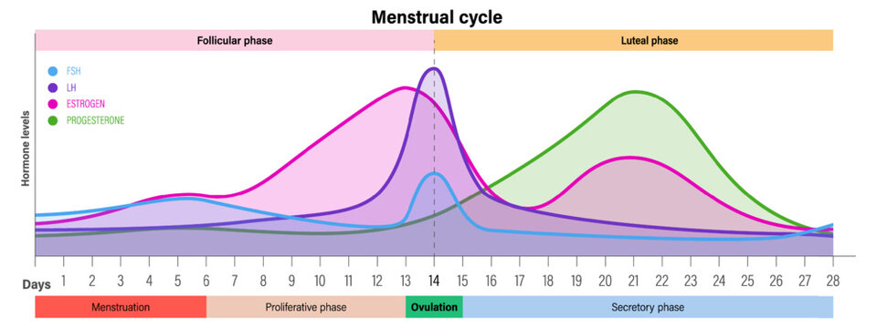 Menstrual cycle. Hormone levels. Menstrual, proliferative ovulation and secretory phases. Follicular phase, ovulation and luteal phase.