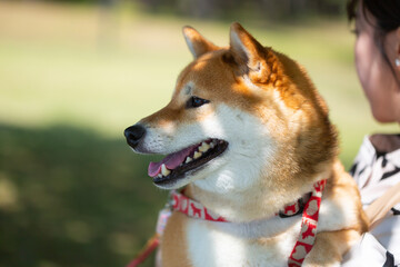 公園で抱っこされた笑顔の柴犬
