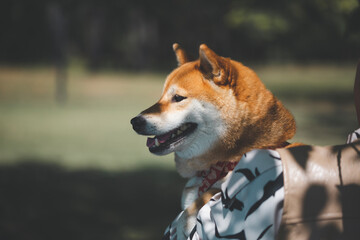 公園で抱っこされた笑顔の柴犬