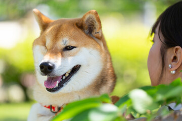 抱っこされた右目のない柴犬