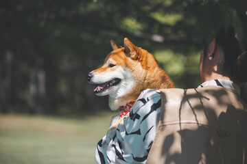 公園で抱っこされた笑顔の柴犬
