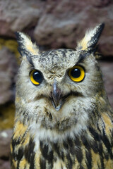 Eastern screech owl close up head shot portrait