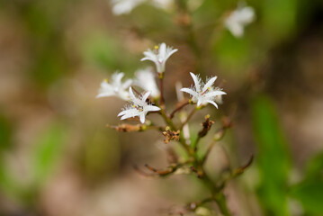 ミツガシワの白い花
