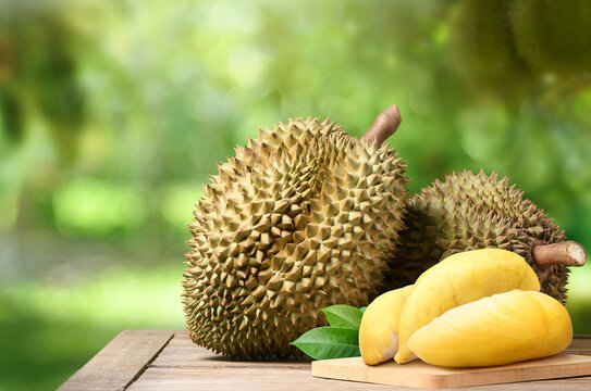 Durian fruit on wooden table with blur durian plantation background.