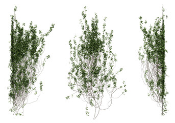 Naklejka premium Ivy on a transparent background