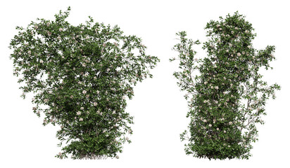 Ivy on a transparent background © YO_CG