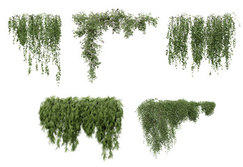 Ivy on a transparent background