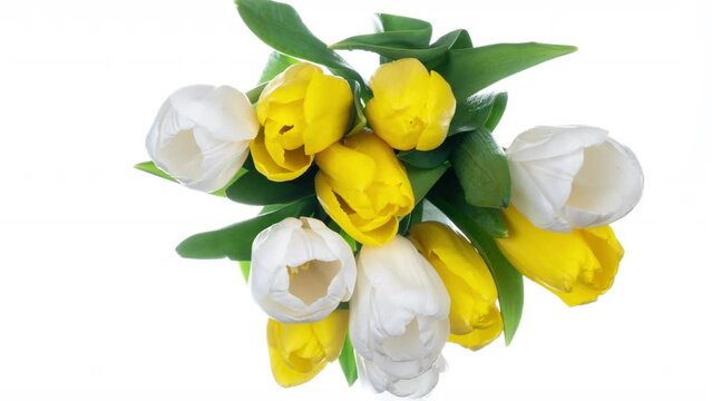 Beautiful yellow and white tulip flowers background. Bouquet of tulips on a white background. Timelapse of flowers opening. Springtime. Mother's day, Holiday, Love, birthday, Easter backgro.
