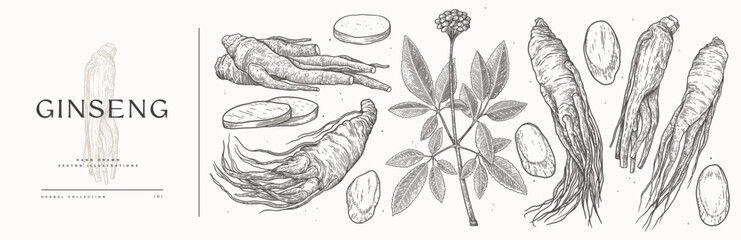 Big set of ginseng roots whole and sliced. Hand-drawn medicinal plant branch in vintage engraving style. Design element for cosmetic or medical products. Botanical illustration.