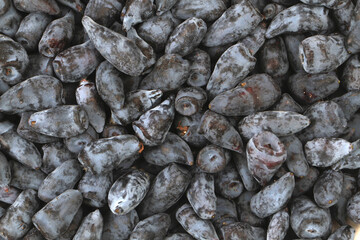 fresh honeysuckle fruits texture