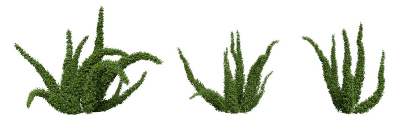 foxtail fern on a transparent background © YO_CG