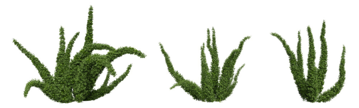 foxtail fern on a transparent background